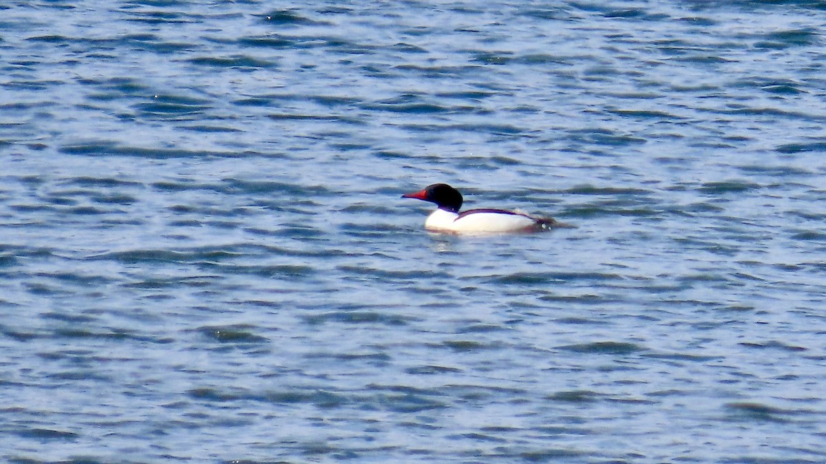 Common Merganser - ML638303934