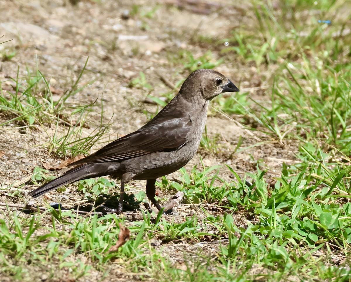 Brown-headed Cowbird - ML638303935