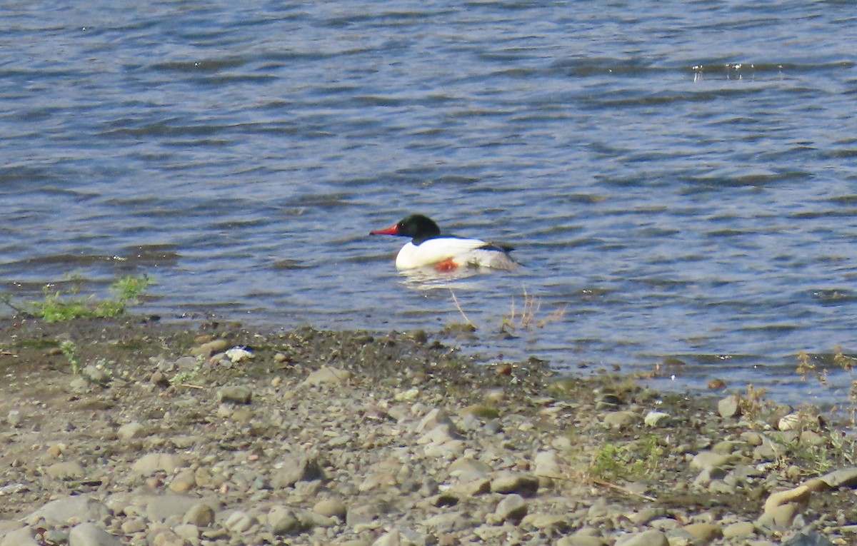 Common Merganser - ML638303936