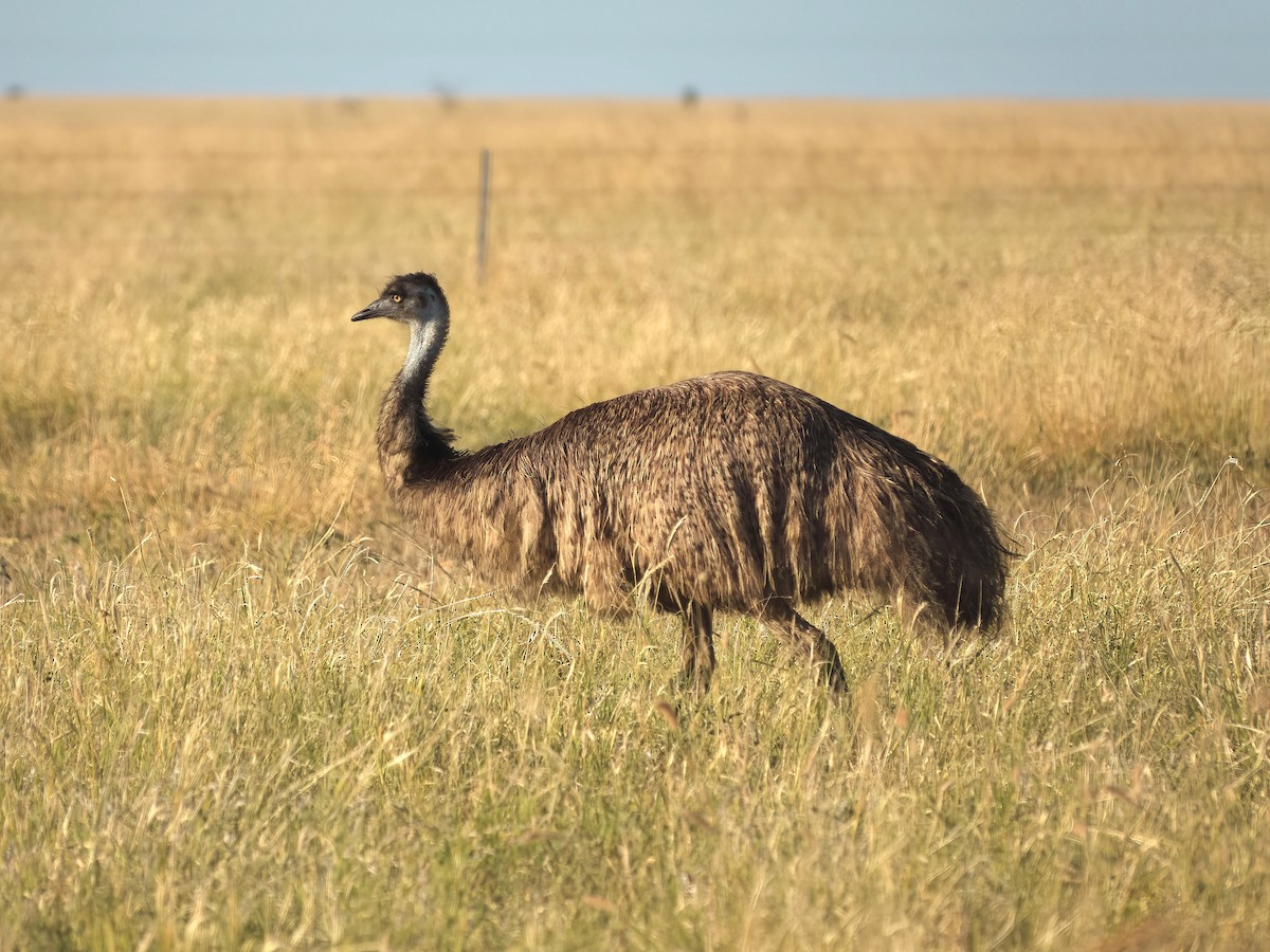 Emu - ML638303944