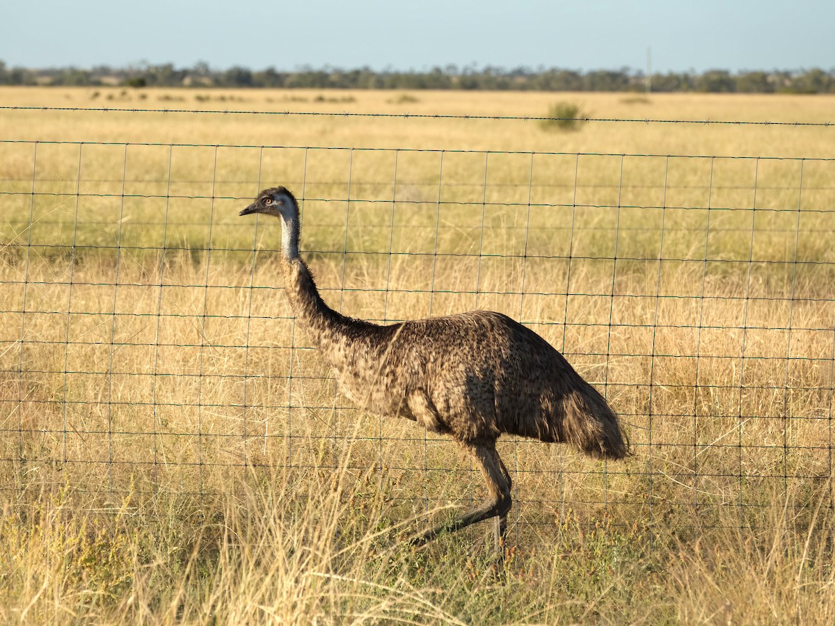 Emu - ML638303945
