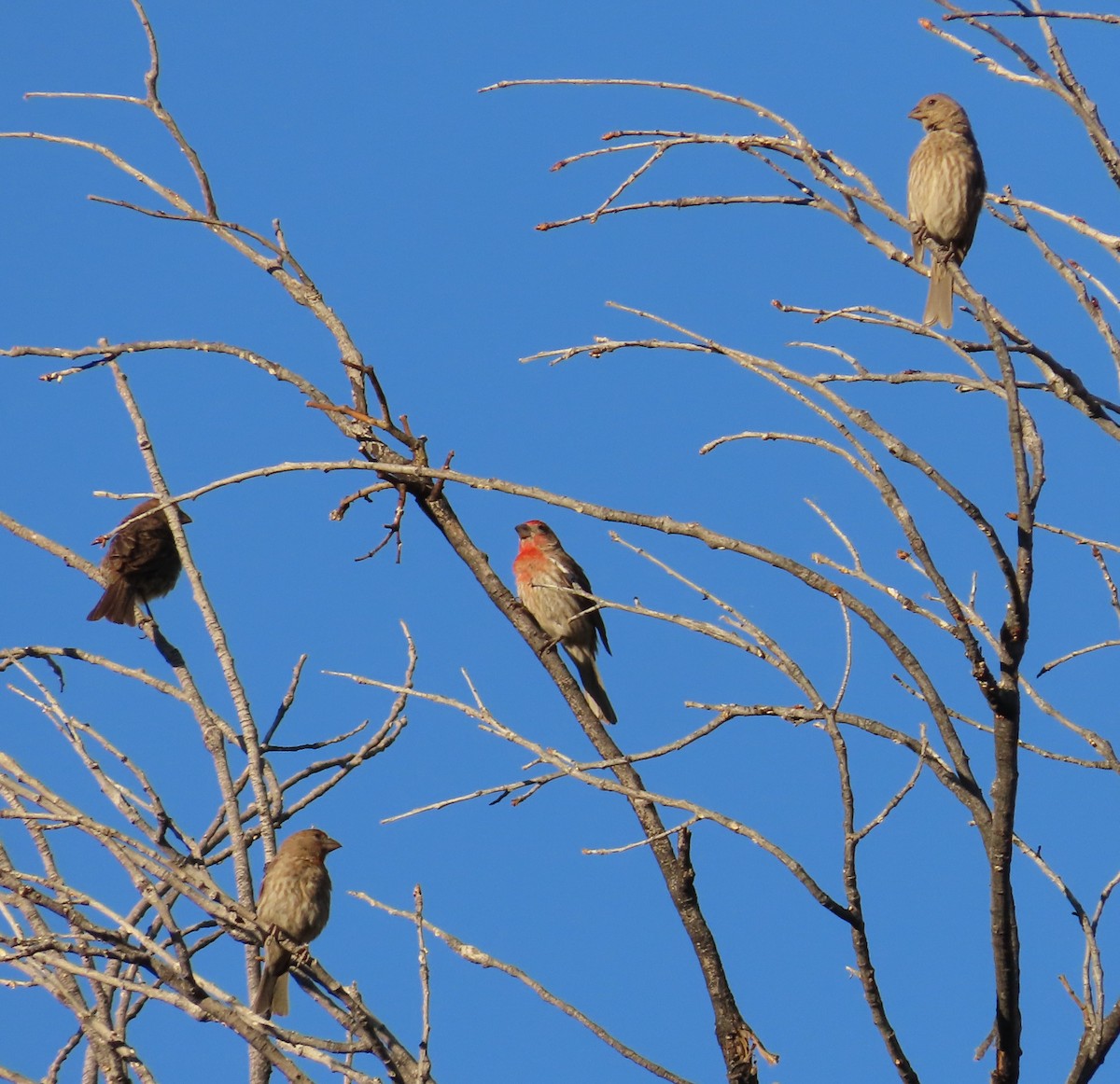 House Finch - ML638303947