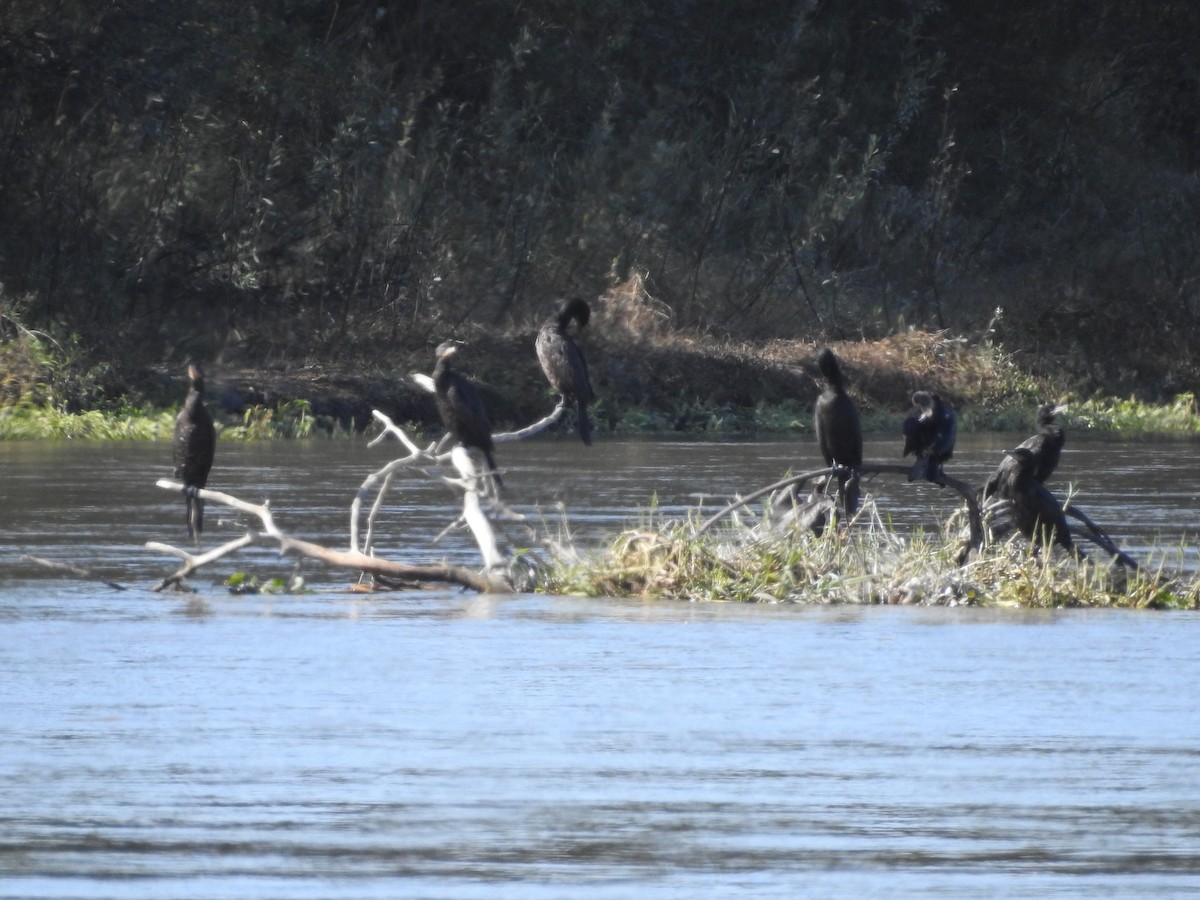 Neotropic Cormorant - ML638303948