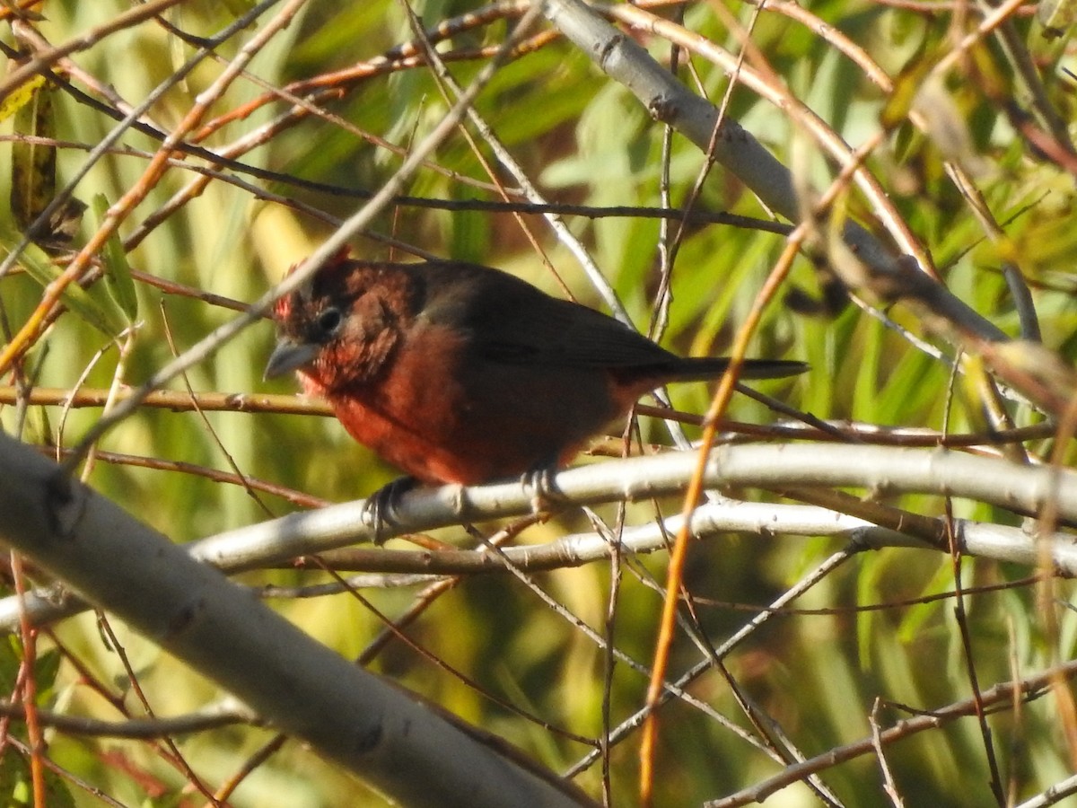 Red-crested Finch - ML638303957