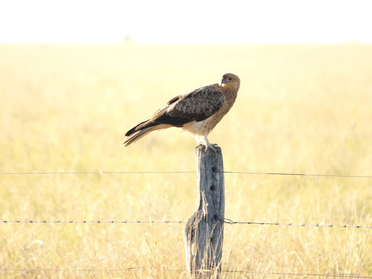Whistling Kite - ML638303962