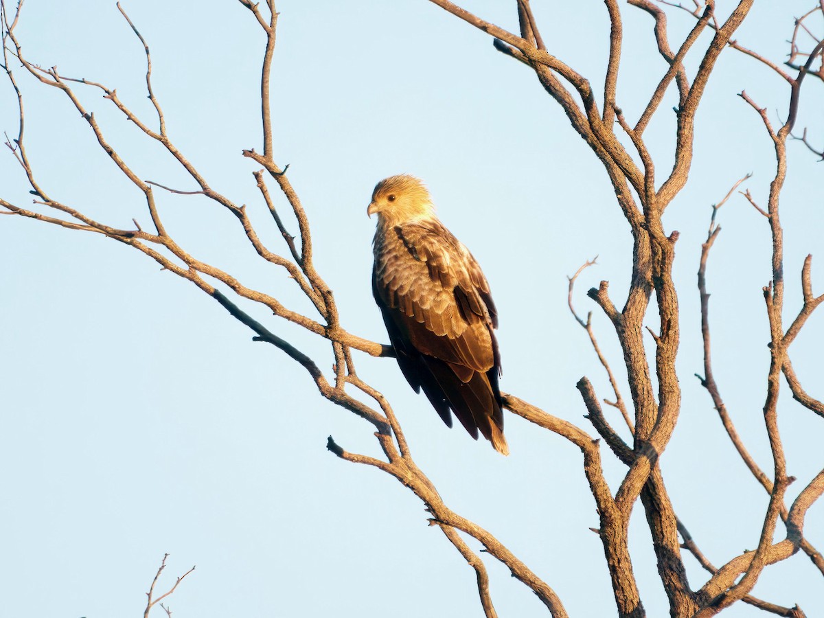Whistling Kite - ML638303964