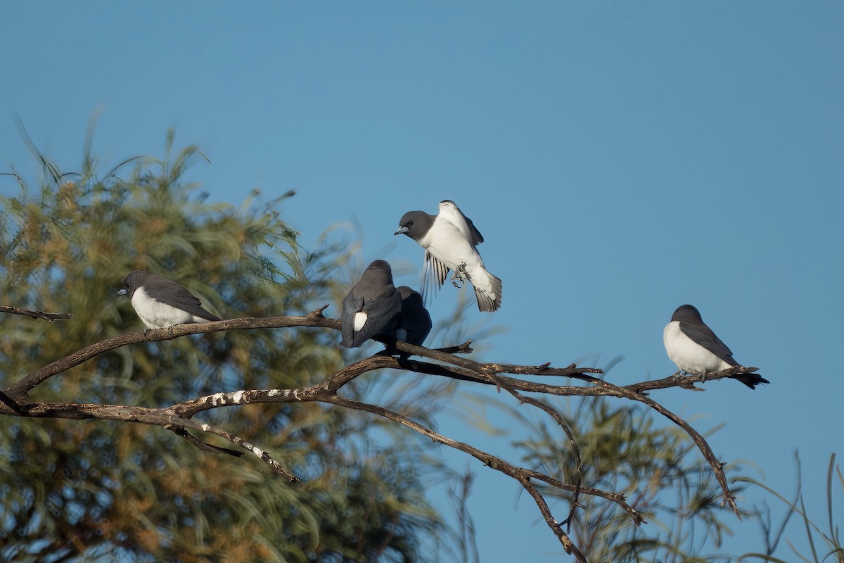 White-breasted Woodswallow - ML638303967