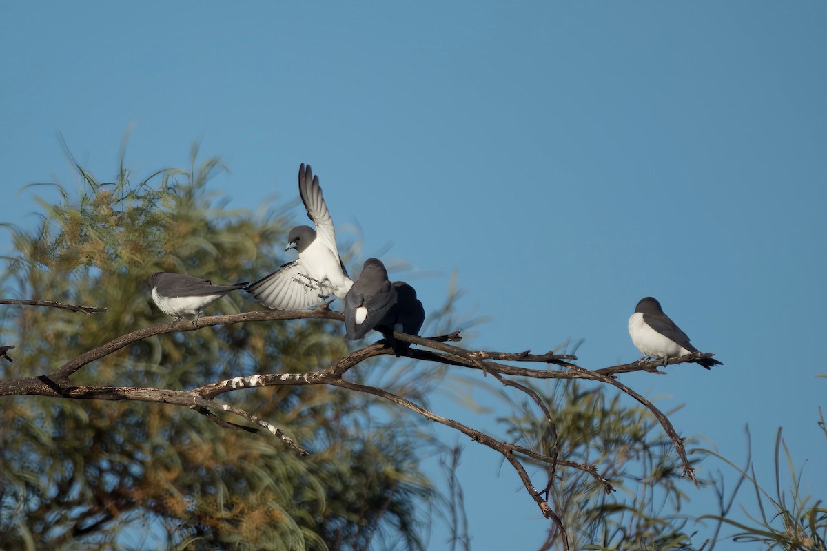 White-breasted Woodswallow - ML638303975
