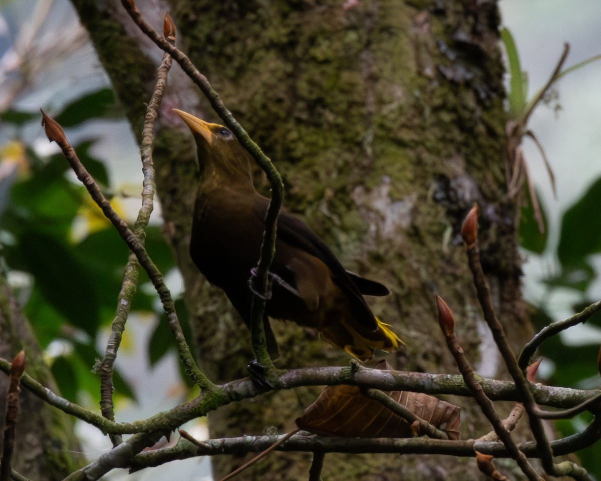 Russet-backed Oropendola - ML638303976