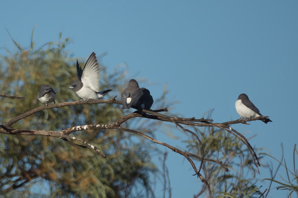 White-breasted Woodswallow - ML638303977