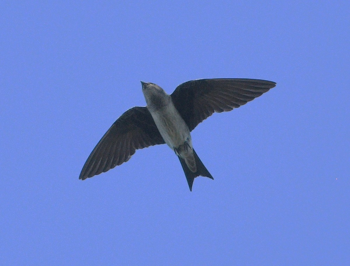 Purple Martin - ML638303980