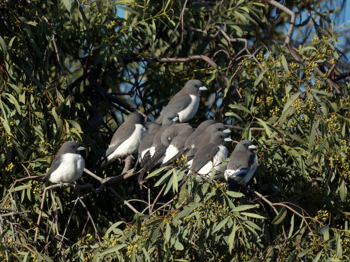White-breasted Woodswallow - ML638303983