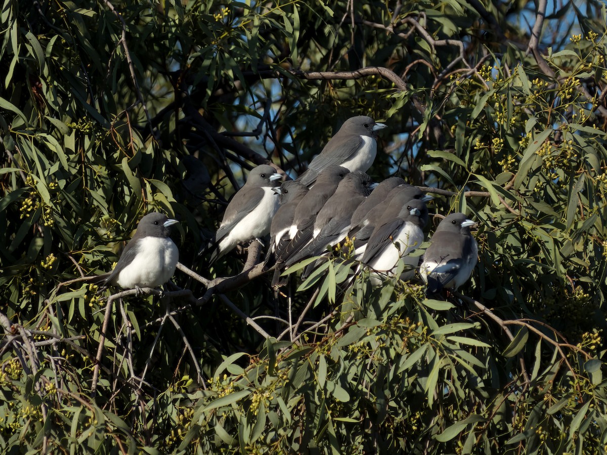 White-breasted Woodswallow - ML638303984
