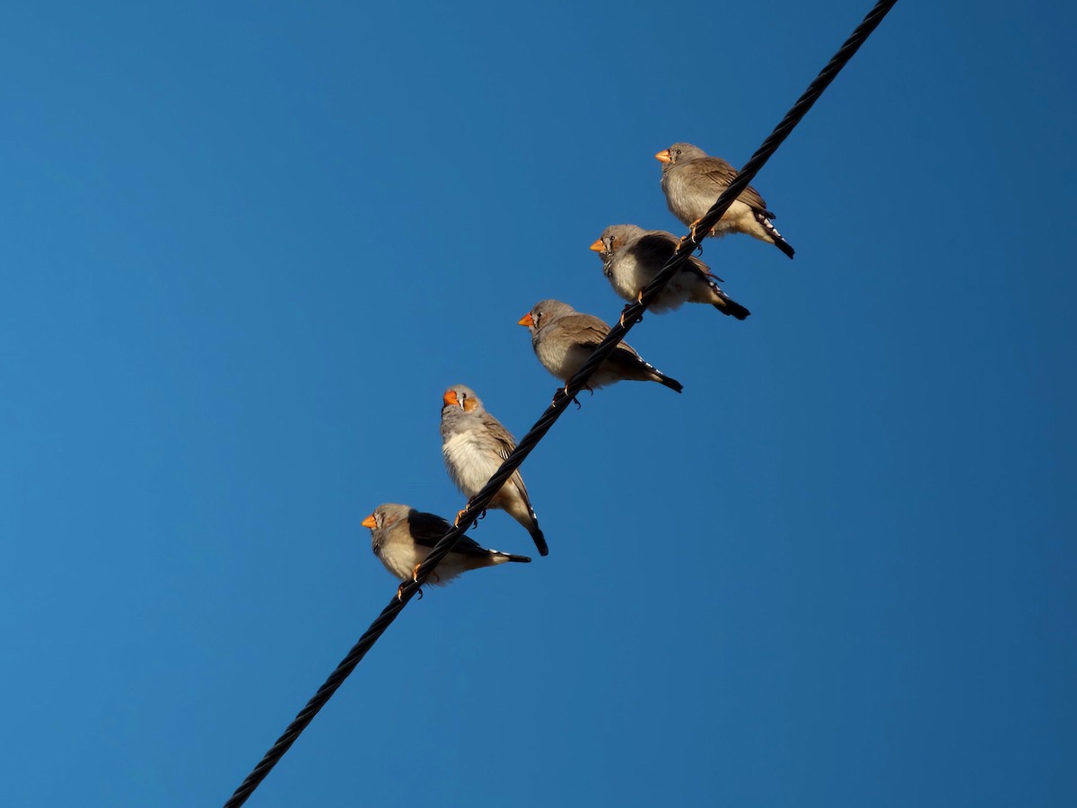 Zebra Finch (Australian) - ML638303990