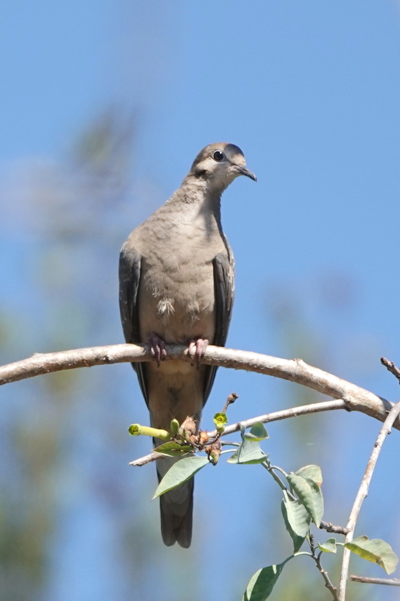 Mourning Dove - ML638303992
