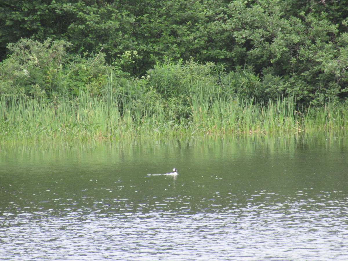 Bufflehead - ML638303993