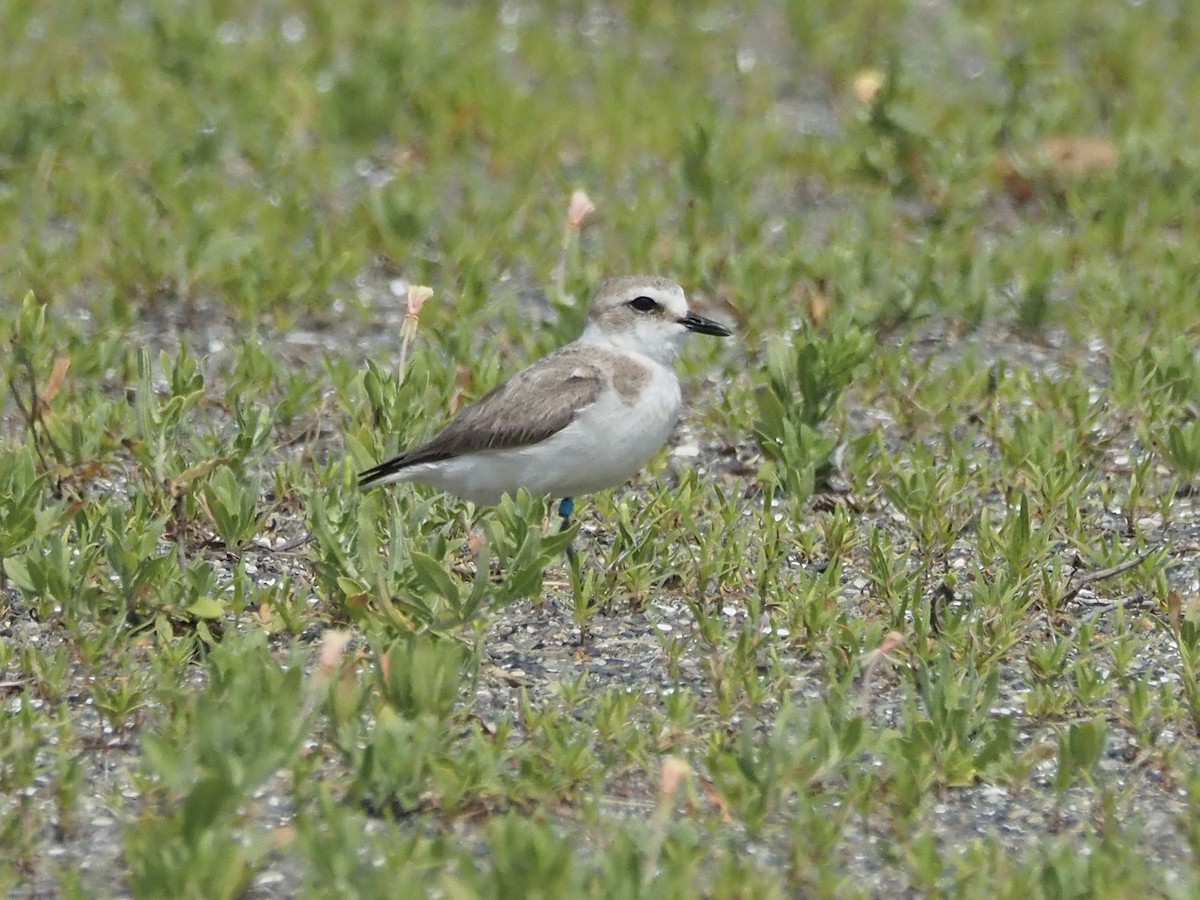 Kentish Plover - ML638303996