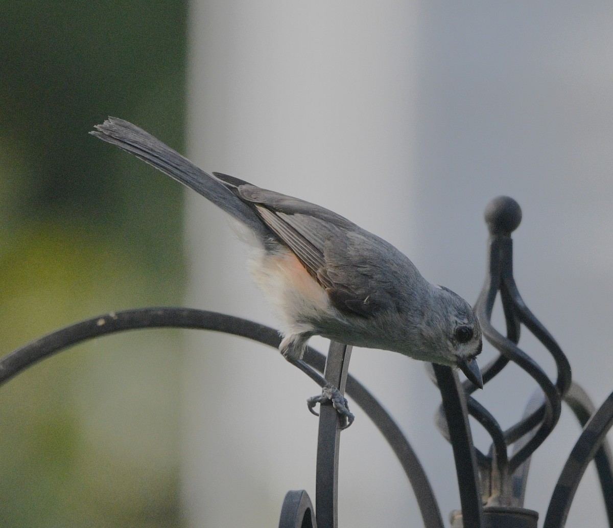 Tufted Titmouse - ML638304000