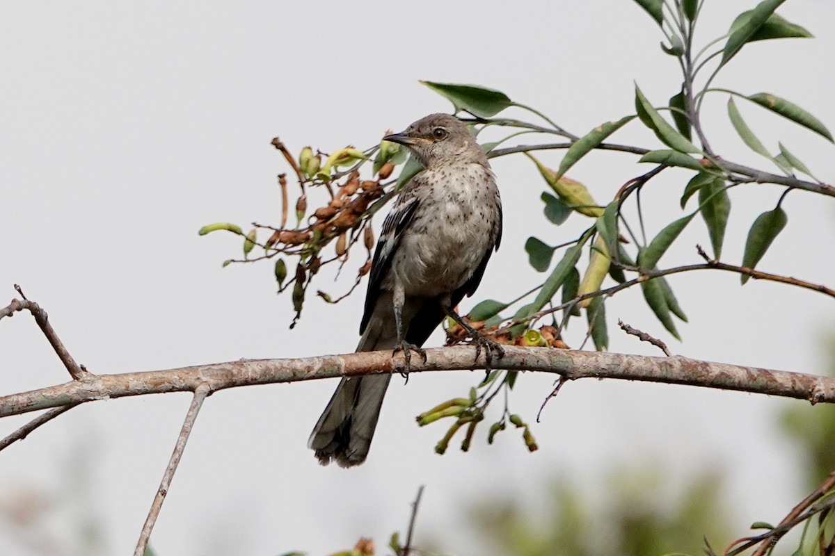 Northern Mockingbird - ML638304007