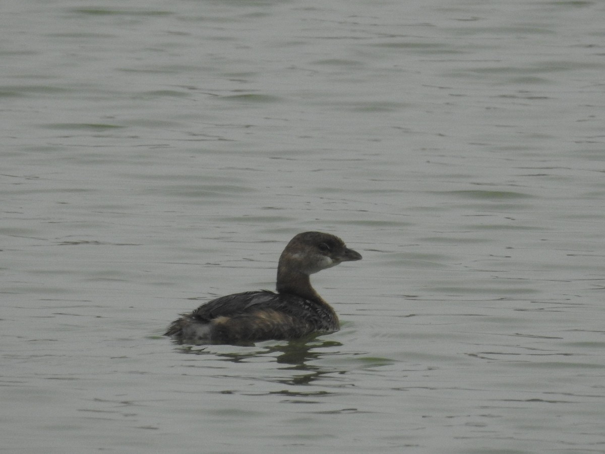 Pied-billed Grebe - ML63830401