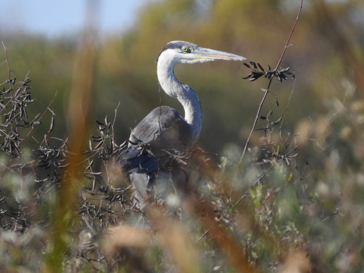 Cocoi Heron - ML638304015