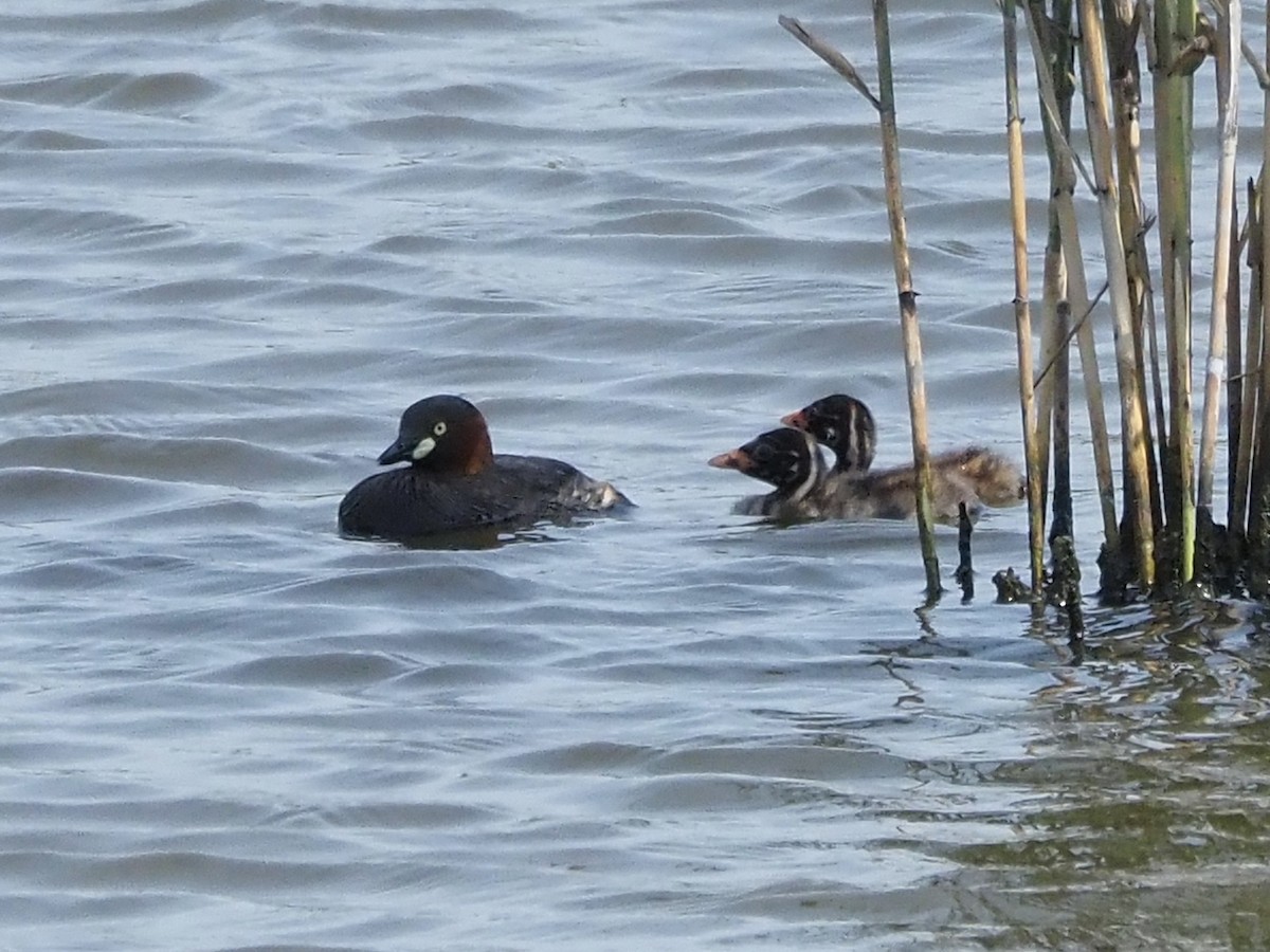 Little Grebe - ML638304016