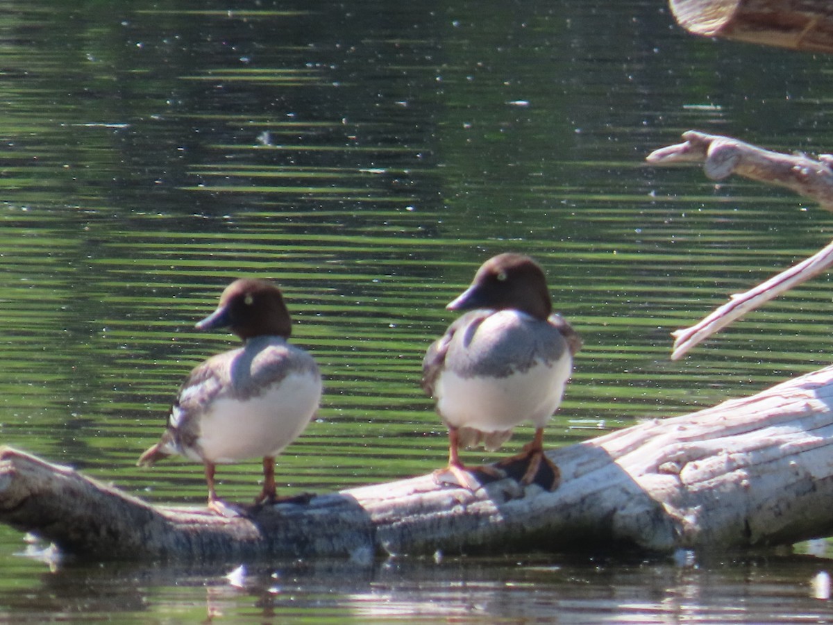 Common Goldeneye - ML638304017