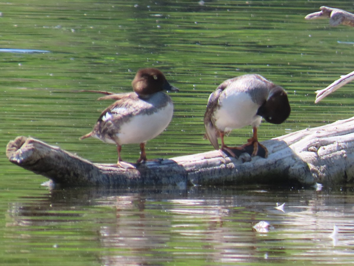 Common Goldeneye - ML638304018