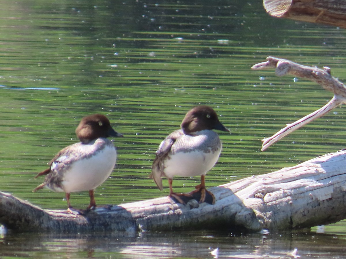 Common Goldeneye - ML638304019