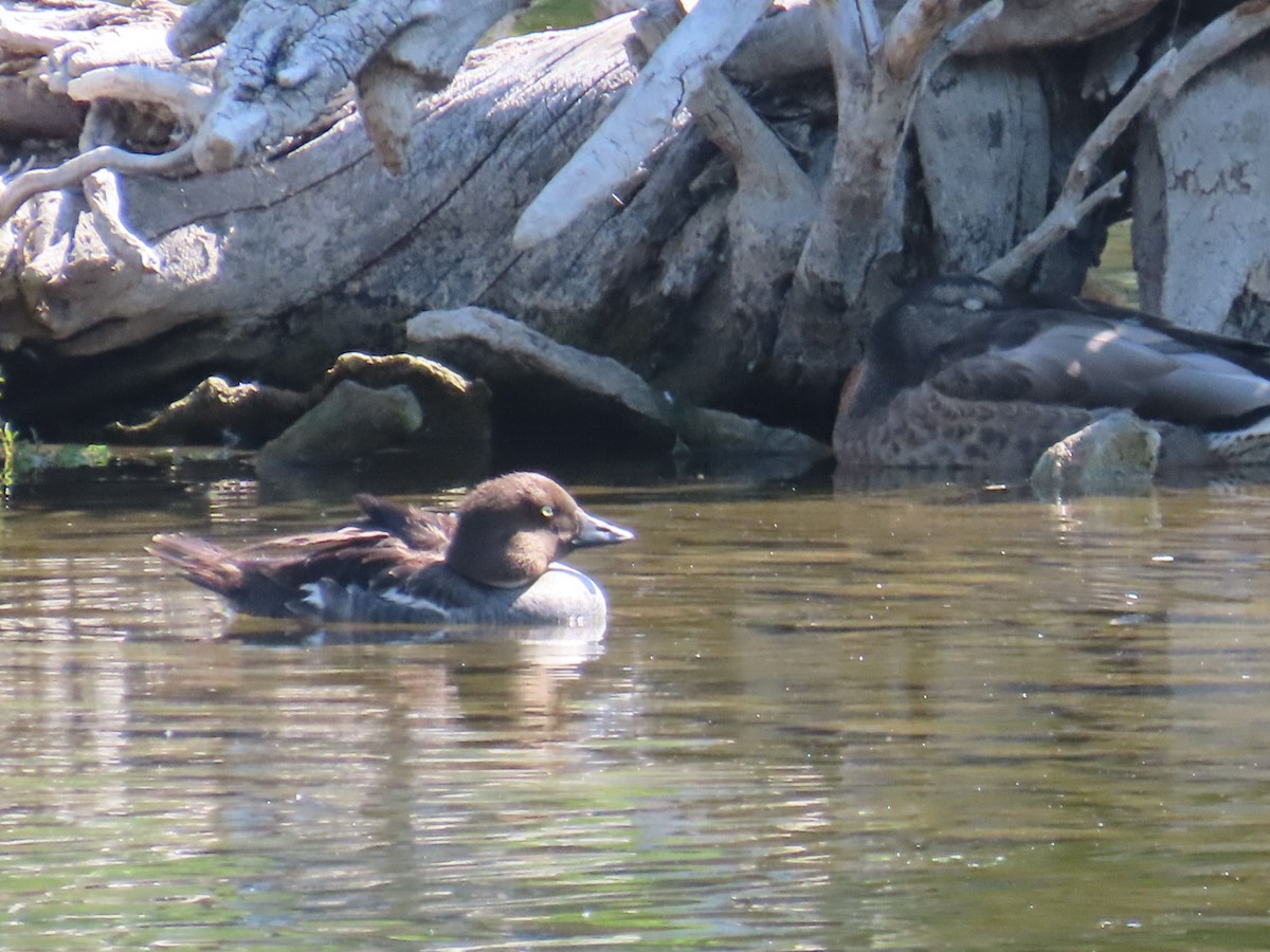 Common Goldeneye - ML638304020