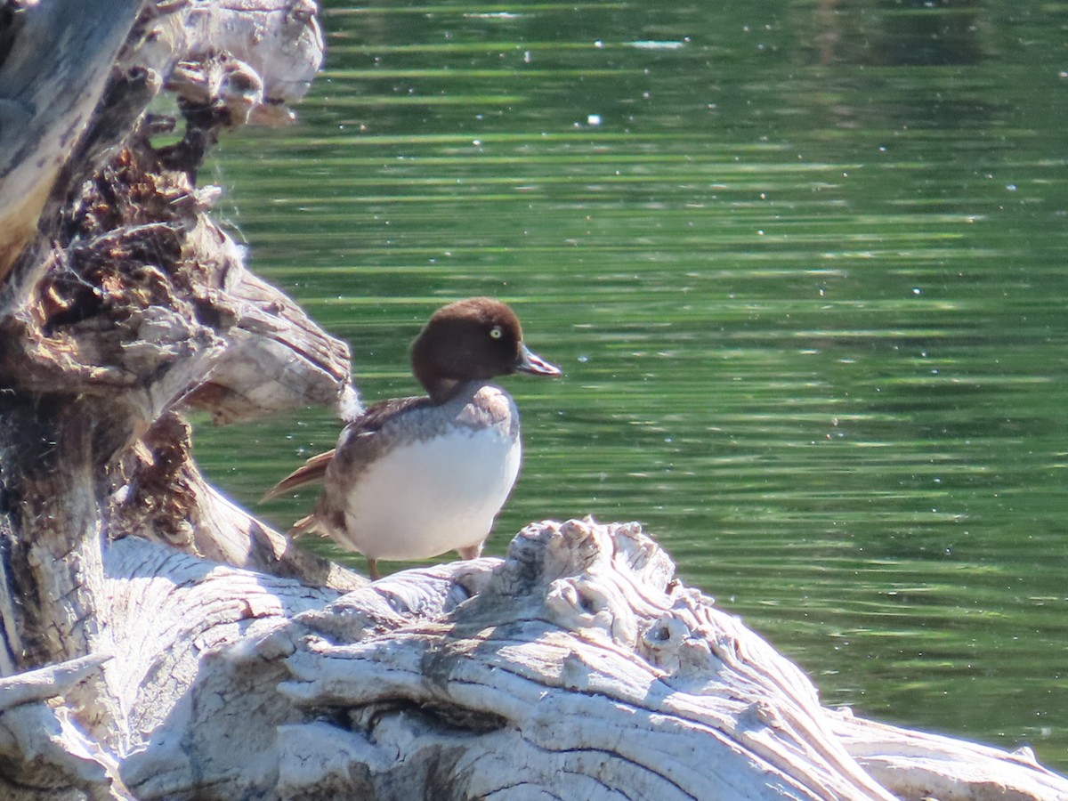 Common Goldeneye - ML638304021