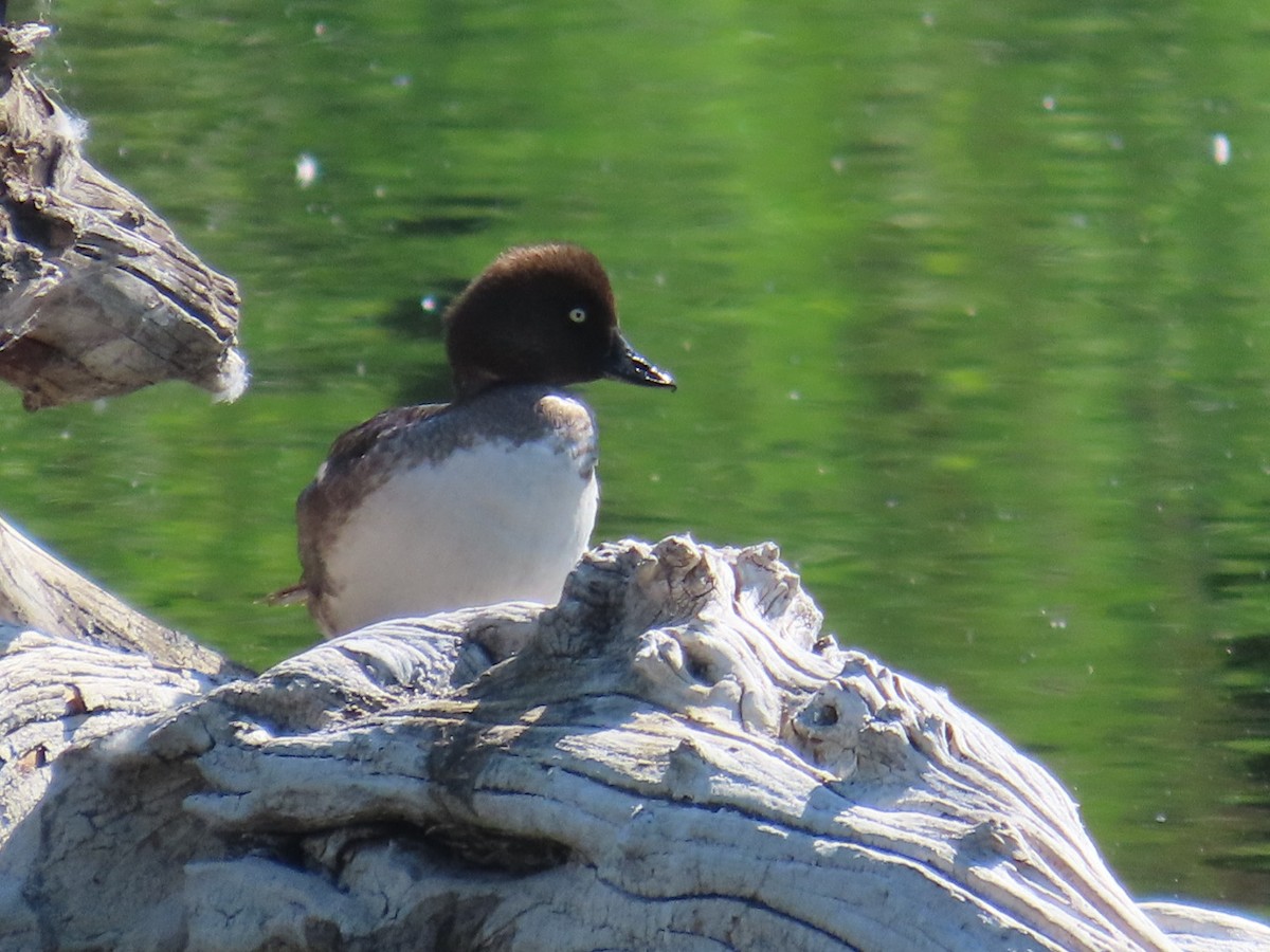 Common Goldeneye - ML638304022