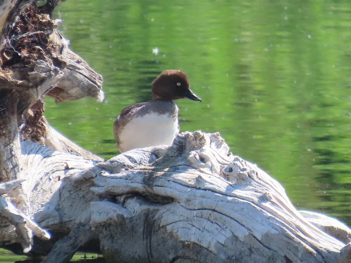 Common Goldeneye - ML638304024
