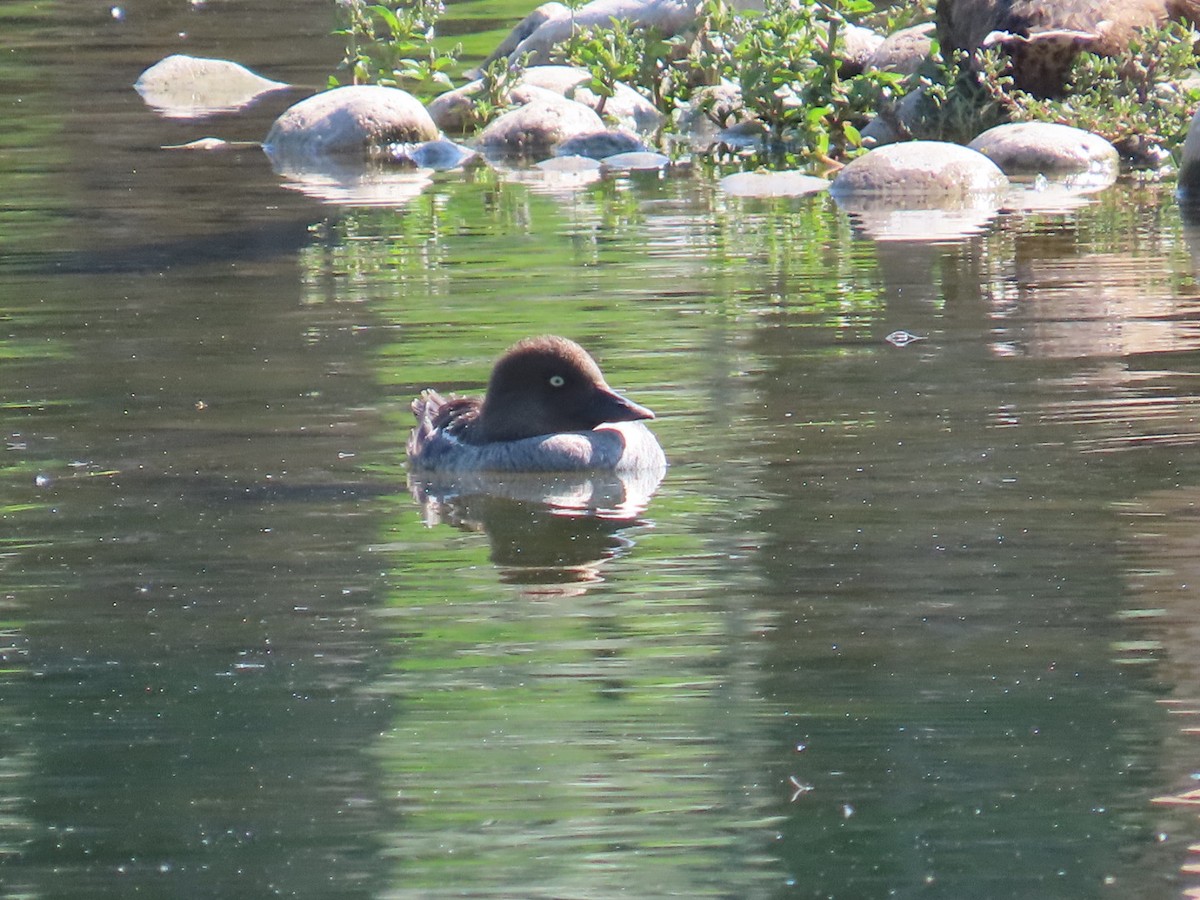 Common Goldeneye - ML638304025
