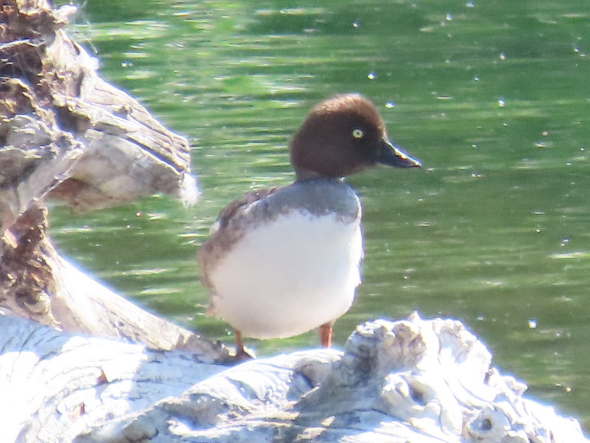 Common Goldeneye - ML638304026