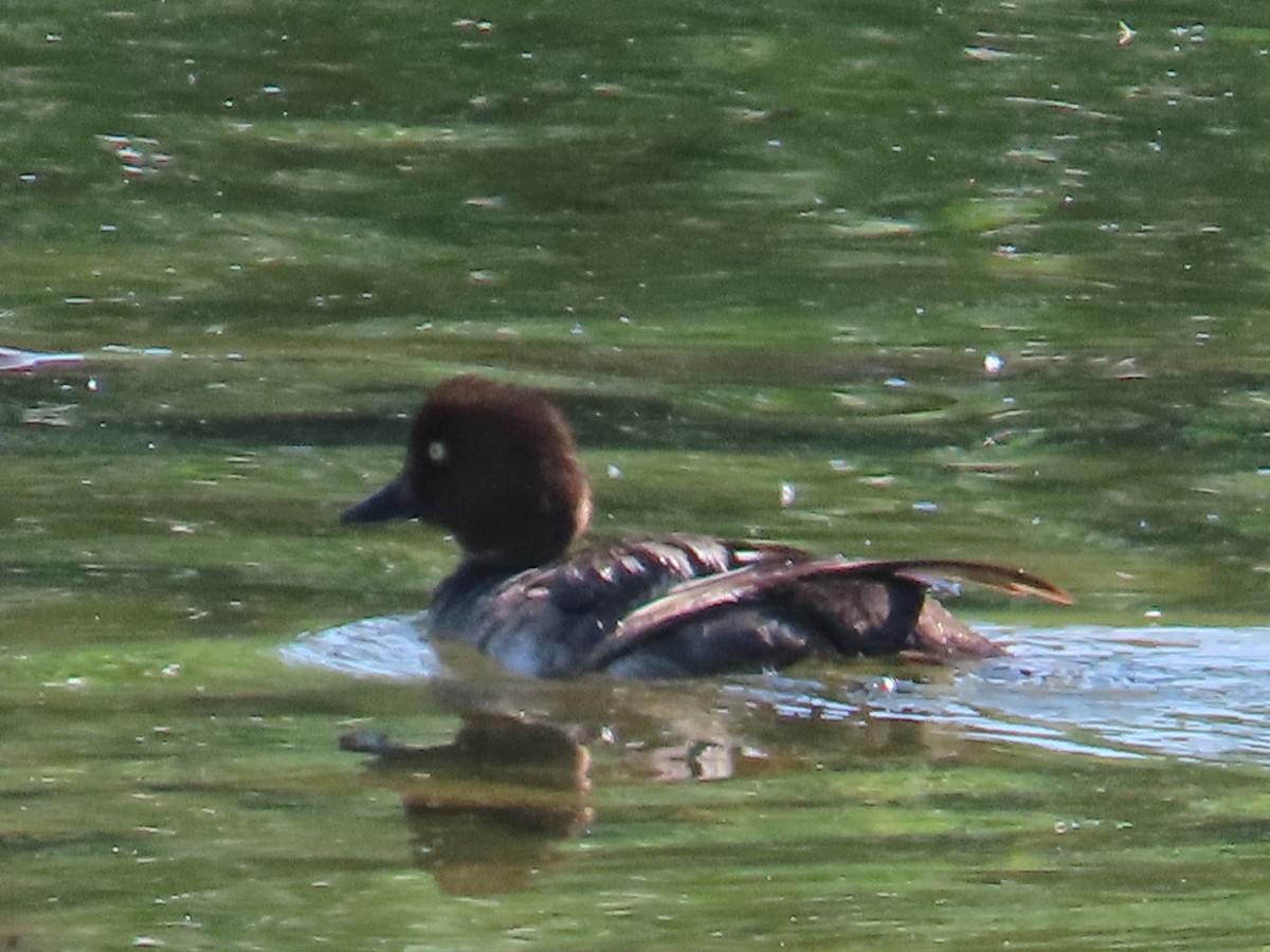 Common Goldeneye - ML638304028