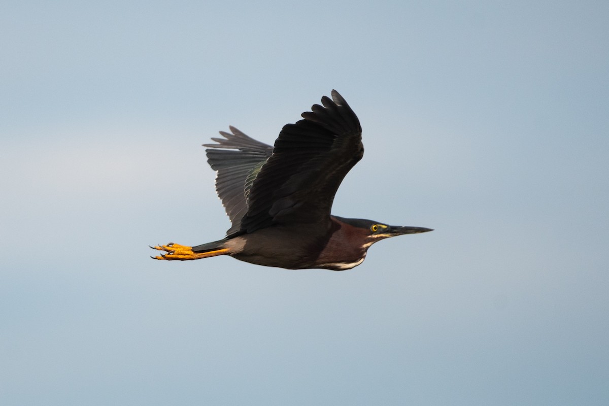 Green Heron - ML638304030