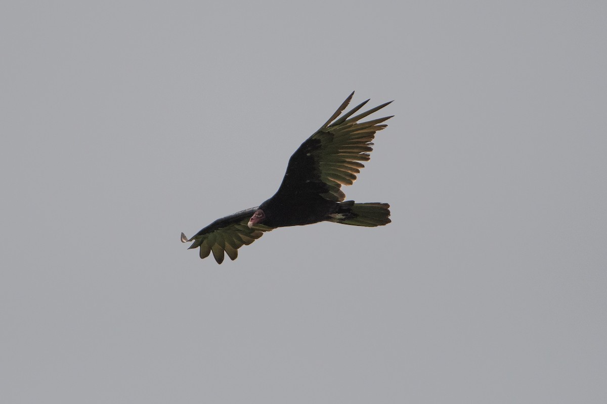 Turkey Vulture - ML638304038