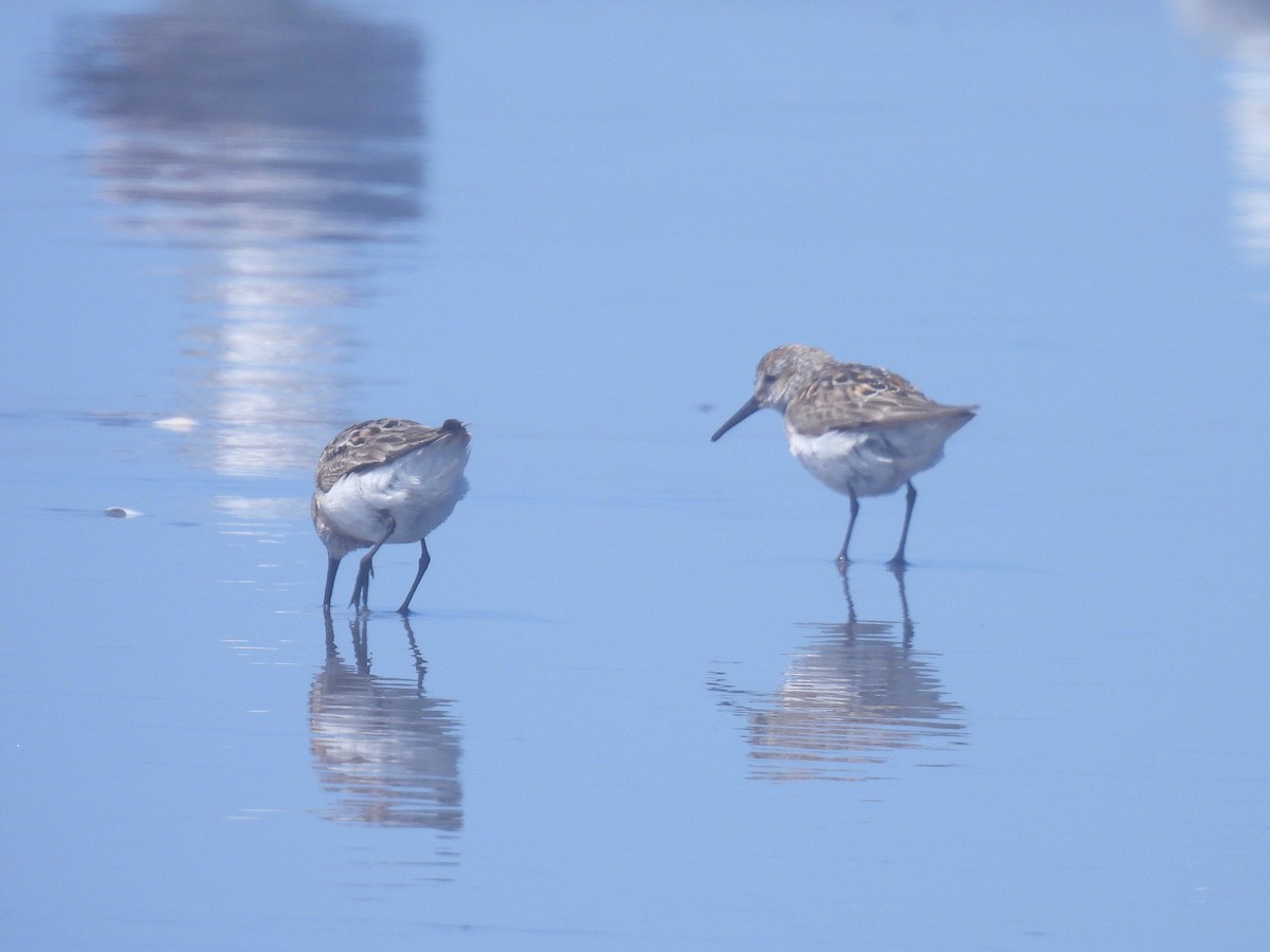 Western Sandpiper - ML638304040