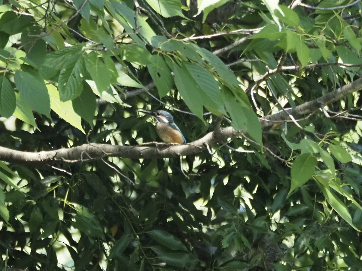 Common Kingfisher - ML638304041