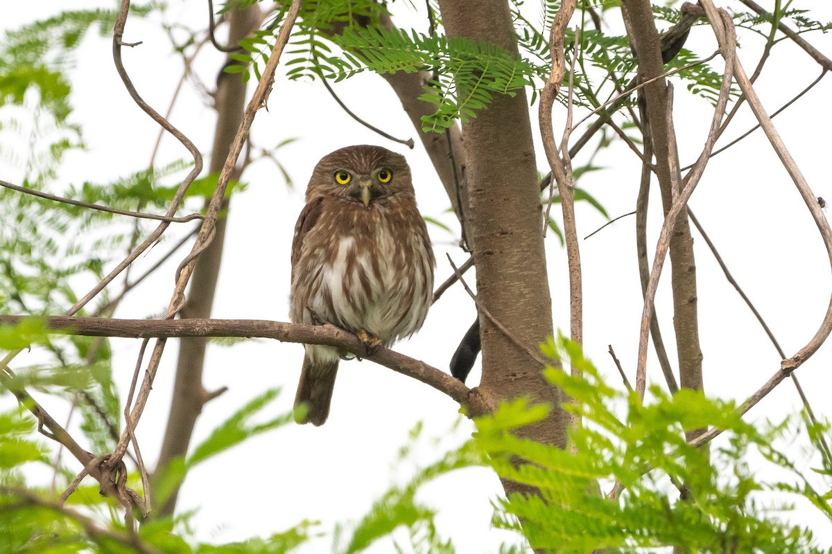 Ferruginous Pygmy-Owl - ML638304045