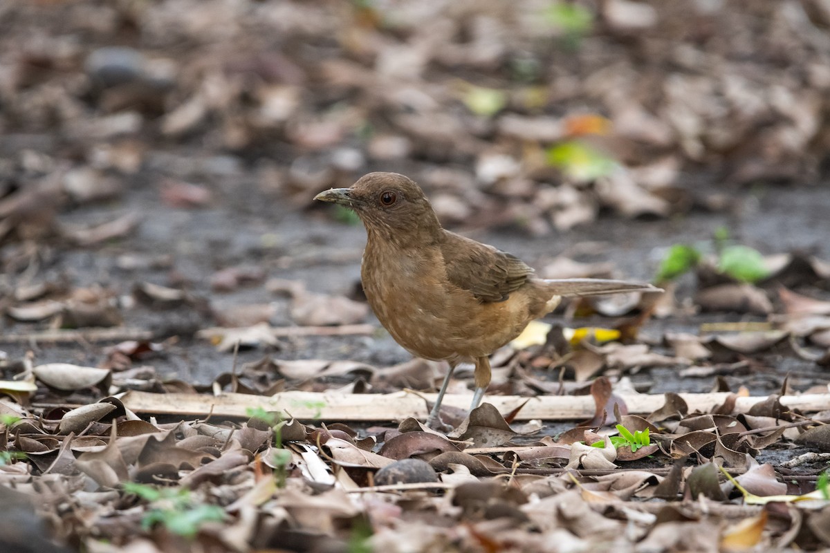Clay-colored Thrush - ML638304071