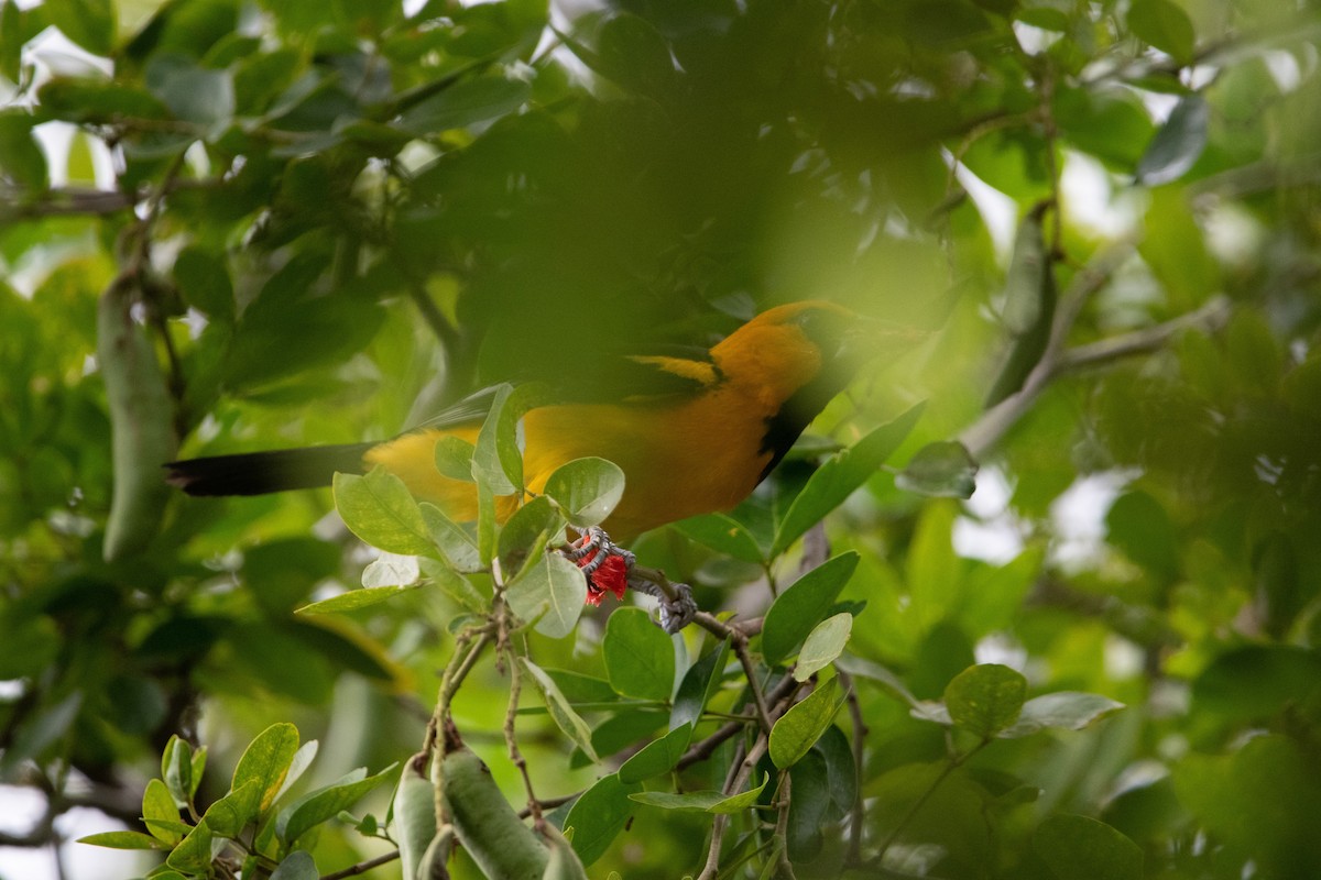 Altamira Oriole - ML638304075