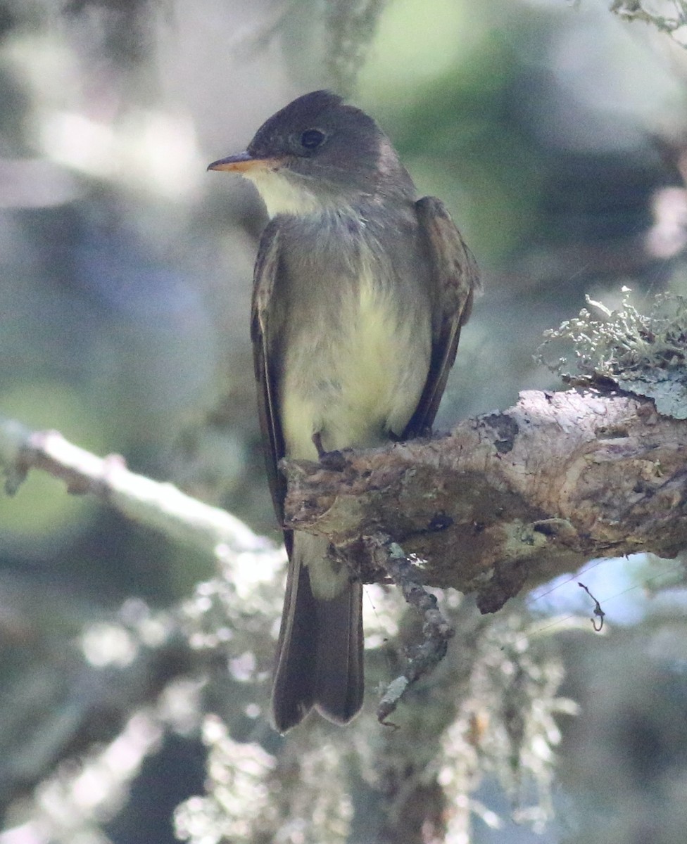 Eastern Wood-Pewee - ML638304077