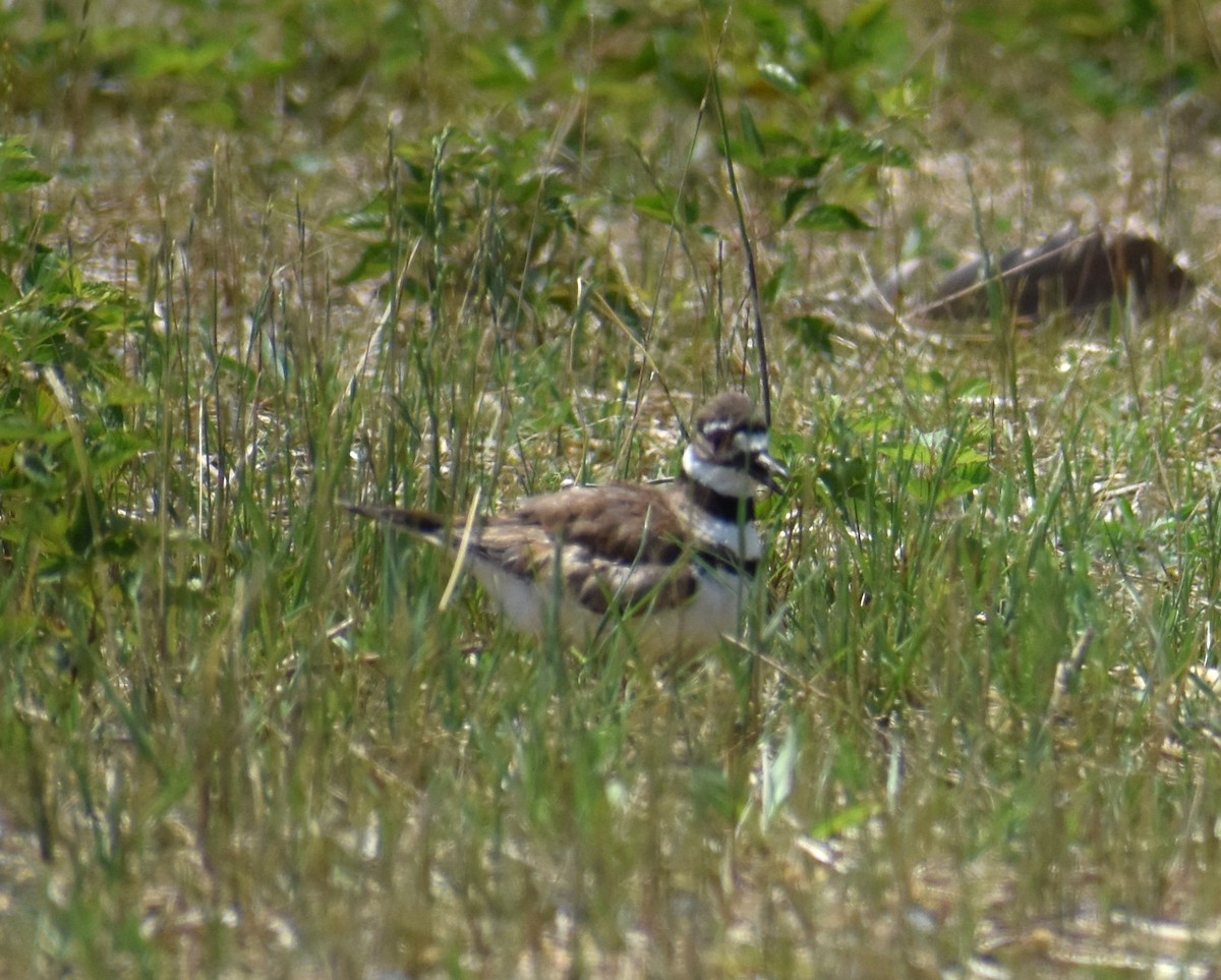 Killdeer - ML638304096
