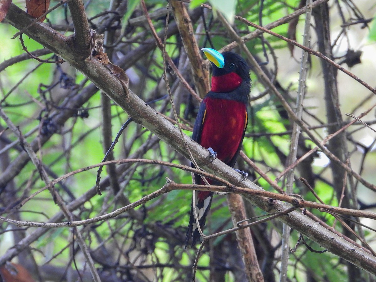 Black-and-red Broadbill - ML638304099