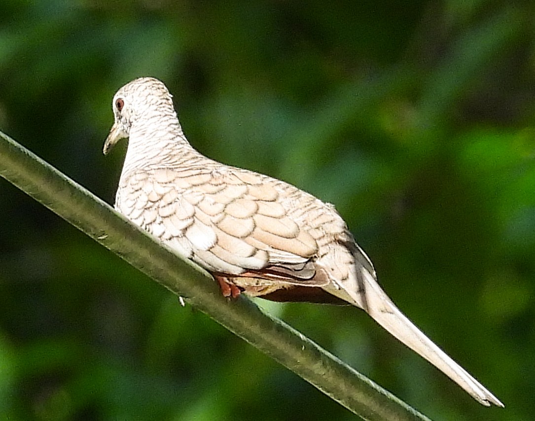 Inca Dove - ML638304104