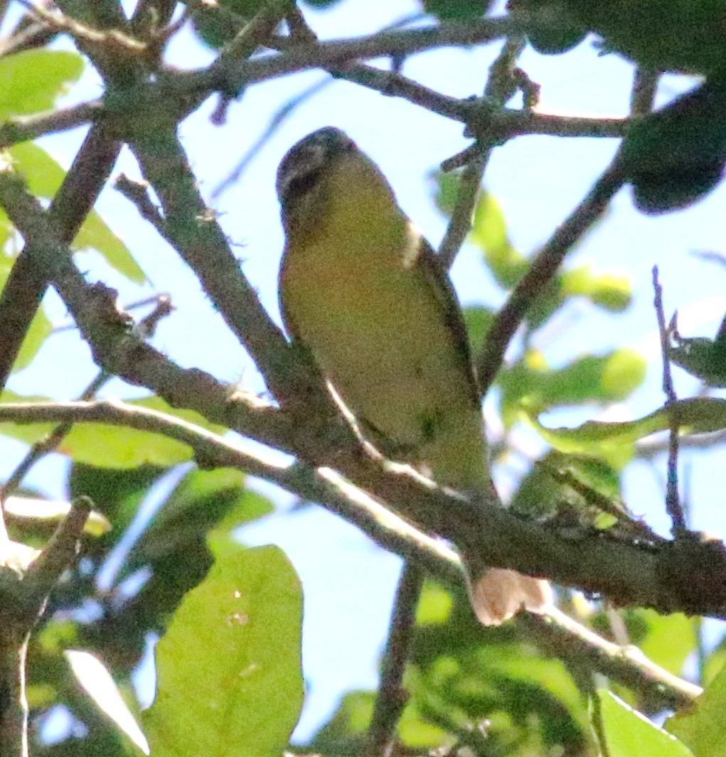 Filadelfiya Vireosu - ML638304109