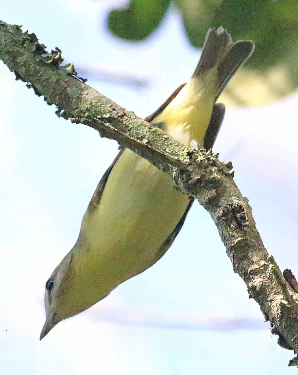 Filadelfiya Vireosu - ML638304116