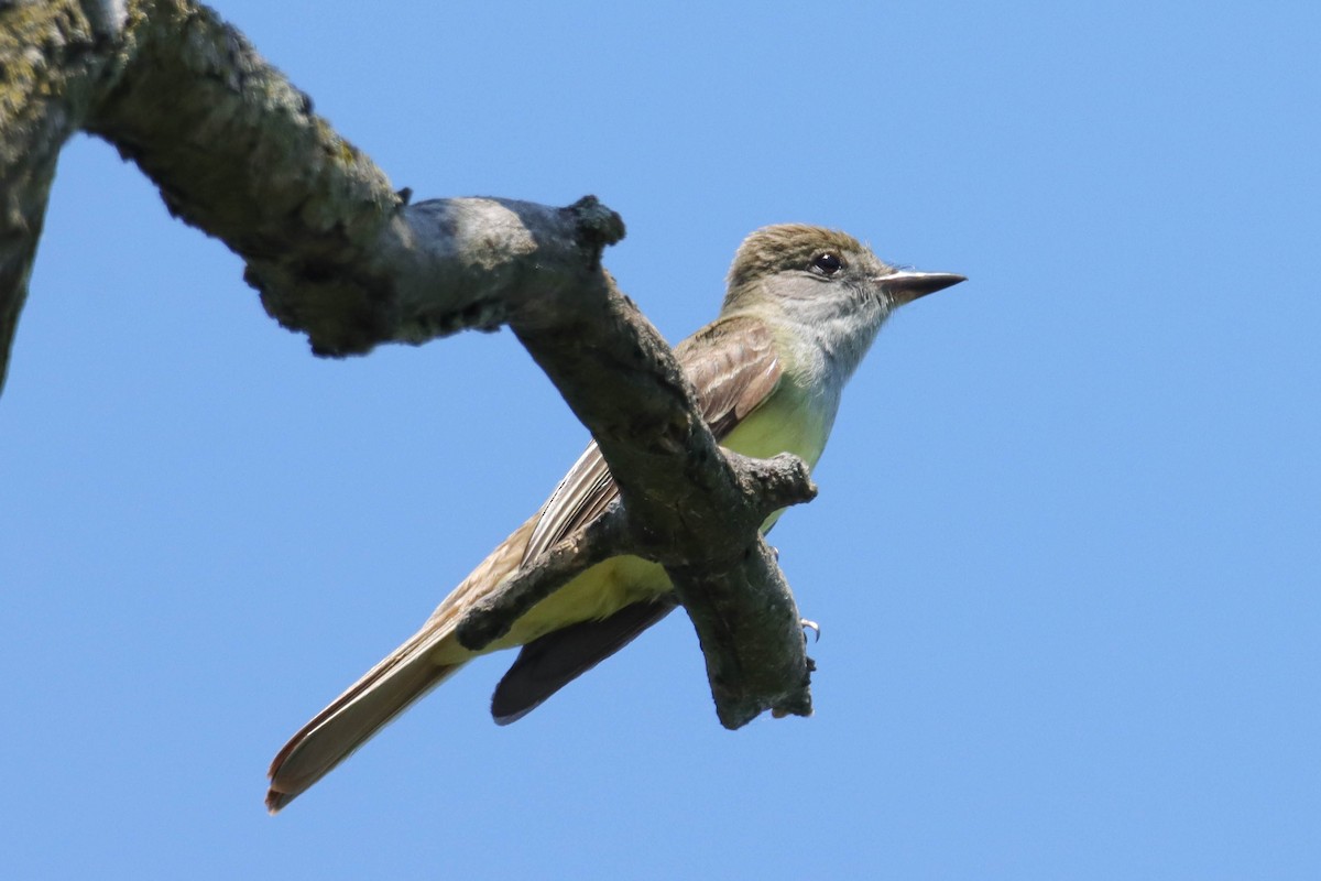 Great Crested Flycatcher - ML638304149